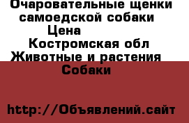 Очаровательные щенки самоедской собаки › Цена ­ 15 000 - Костромская обл. Животные и растения » Собаки   